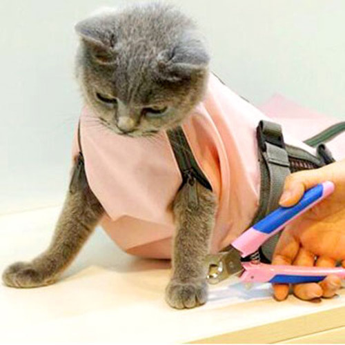[퀸펫]고양이 그루밍캐리어(핑크)