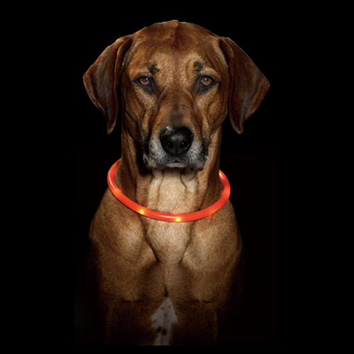 (땡처리세일 70%) 비지오라이트 애견 강아지 LED 안전목걸이 (대형견용) 색상랜덤